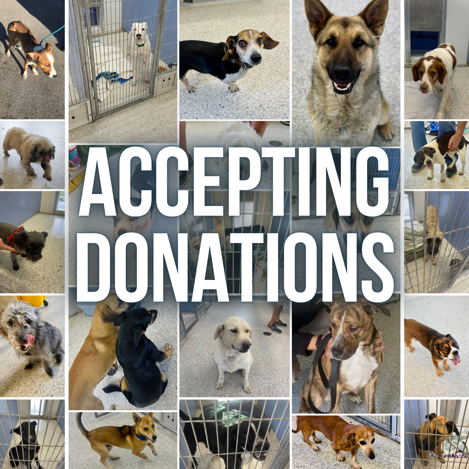 Dog Shelter Donations