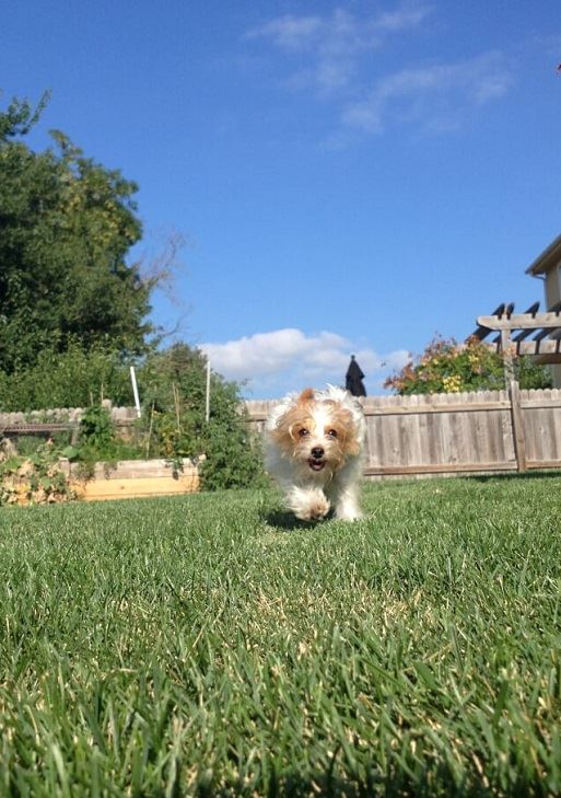 Cute little doggie running in green grass.
